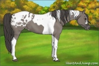Horse Color:Grullo Tobiano Blanket 
