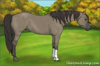 Horse Color:Smoky Grullo 