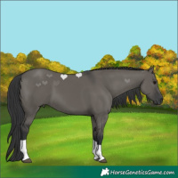 Horse Color:Grullo Tobiano