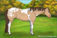 Horse Color:Bay Dun Tobiano Blanket 