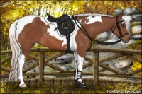 Horse Color:Silver Brown Tobiano 