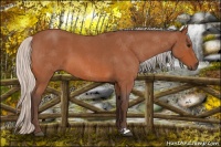 Horse Color:Silver Bay Roan 