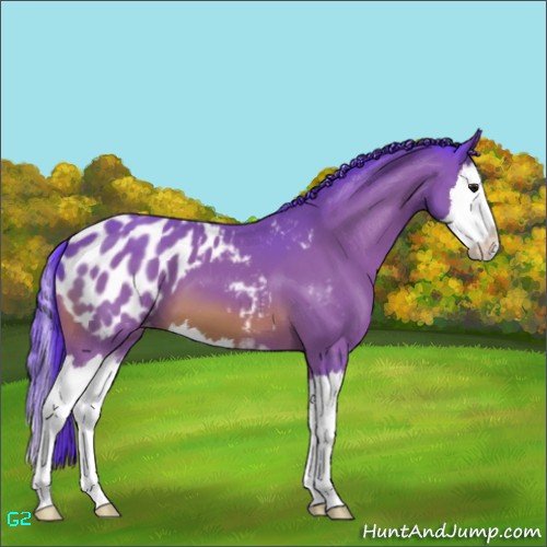 Horse Color:Watercolor Bay Sabino Splash Appaloosa 