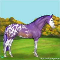 Horse Color:Watercolor Bay Sabino Splash Appaloosa 