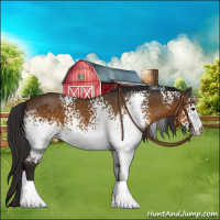 Horse Color:White Spotted Buckskin 