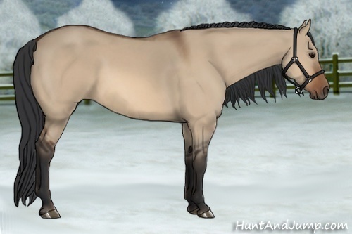Horse Color:Bay Dun