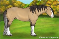 Horse Color:Buckskin Dun Splash 