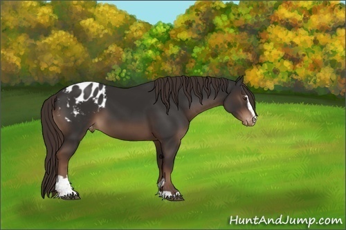 Horse Color:Liver Chestnut Sabino Blanket 