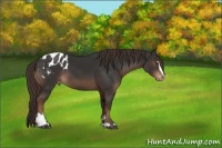 Horse Color:Liver Chestnut Sabino Blanket 