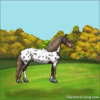 Horse Color:Liver Chestnut Appaloosa 