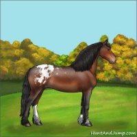 Horse Color:Brown Appaloosa 
