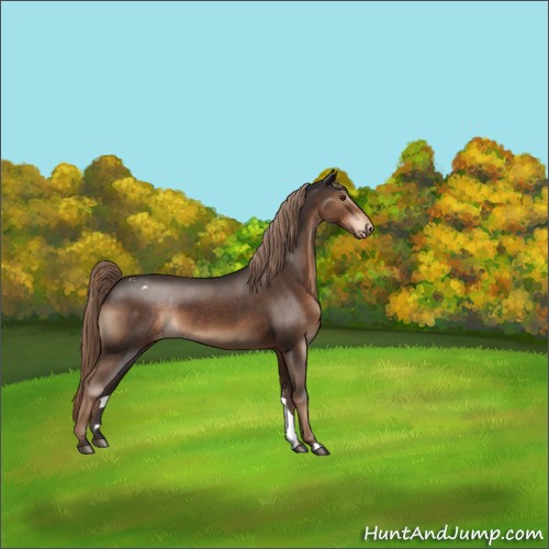 Horse Color:Liver Chestnut Appaloosa