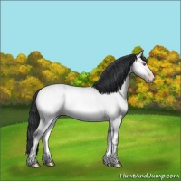 Horse Color:Amber Champagne Chinchilla Onyx 