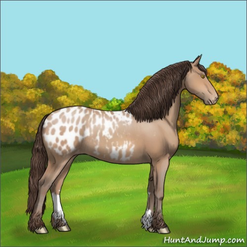 Horse Color:Amber Champagne Appaloosa Rabicano 