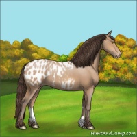 Horse Color:Amber Champagne Appaloosa Rabicano 