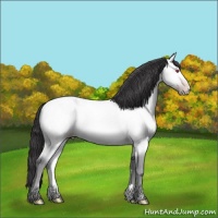 Horse Color:Amber Cream Champagne Chinchilla Rabicano