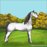 Horse Color:White Spotted Grullo Mushroom Varnish Rabicano 