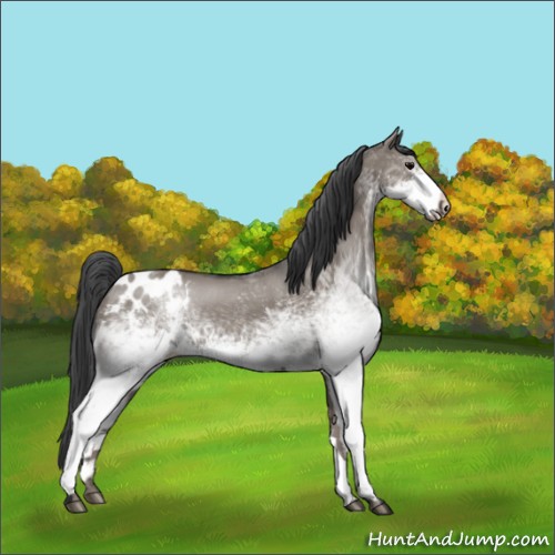 Horse Color:White Spotted Grullo Appaloosa 