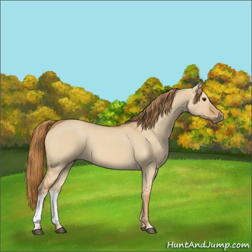 Horse Color:Red Dun 
