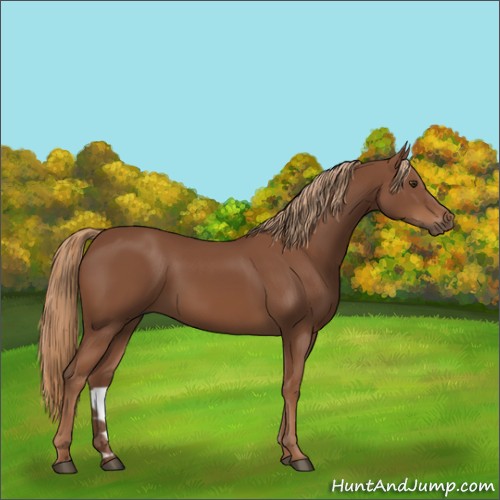 Horse Color:Chestnut 