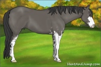 Horse Color:Grullo Sabino 