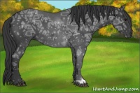 Horse Color:Blue Ice Roan 