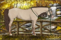 Horse Color:Classic Champagne Dun 