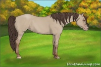 Horse Color:Classic Champagne Dun 