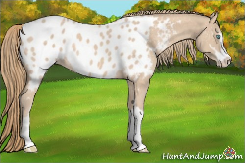 Horse Color:Perlino Sabino Appaloosa 