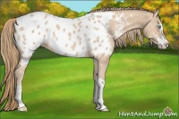 Horse Color:Perlino Sabino Appaloosa 