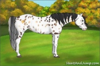 Horse Color:Bay Onyx Splash Appaloosa 
