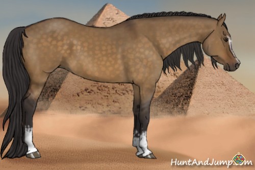 Horse Color:White Spotted Buckskin Dun Sabino Rabicano 