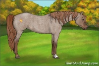 Horse Color:Liver Red Dun Roan 