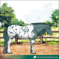 Horse Color:Watercolor Black Ice Tobiano Appaloosa 