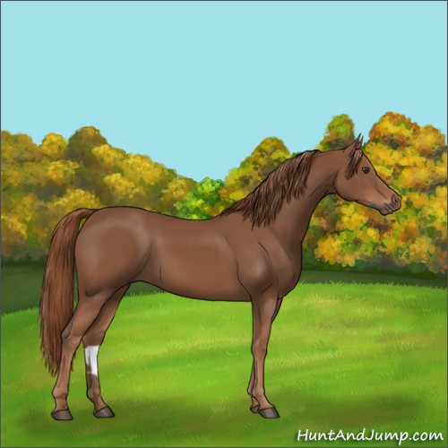 Horse Color:Chestnut 