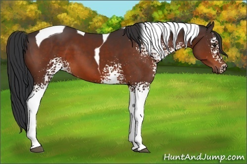 Horse Color:White Spotted Brown Tobiano