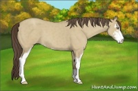 Horse Color:Unknown 