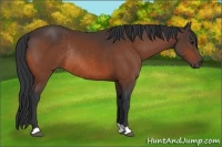 Horse Color:Brown Rabicano 