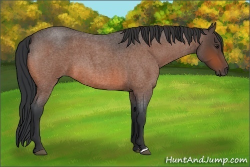 Horse Color:Brown Roan 
