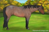 Horse Color:Brown Roan 