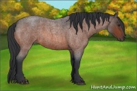 Horse Color:Bay Roan 