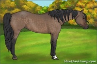 Horse Color:Brown Dun 