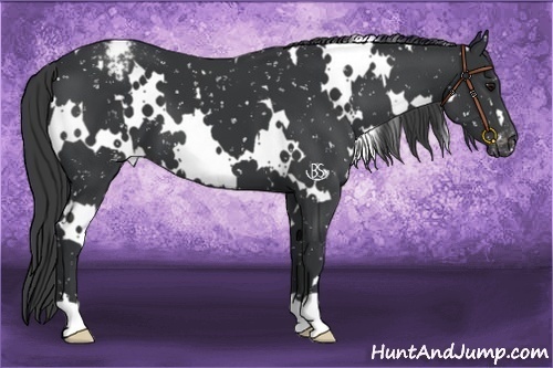 Horse Color:White Spotted Black Mushroom Snowflake Varnish
