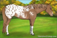 Horse Color:Chestnut Appaloosa