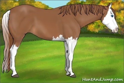 Horse Color:Chestnut Splash 