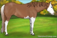 Horse Color:Chestnut Splash 