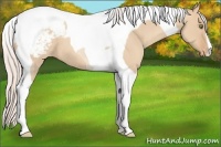 Horse Color:Silver Classic Champagne Dun Tobiano Appaloosa 
