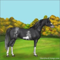 Horse Color:White Spotted Blue Roan Splash Frame Appaloosa 