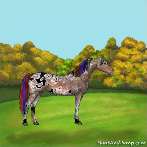 Horse Color:Painted White Spotted Bay Ice Appaloosa 