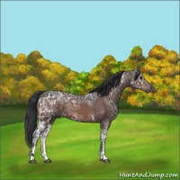 Horse Color:Bay Ice Sabino 